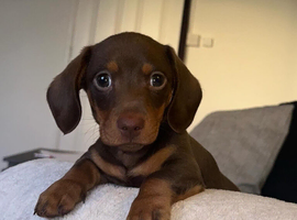 miniature dachshund
