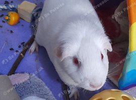2 female guinea pigs and full cage set up &pound;70