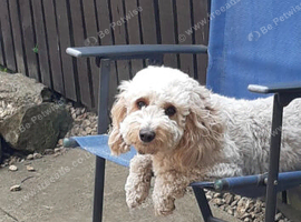 F1 cockapoo