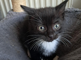 Beautiful kittens Ready for New Homes