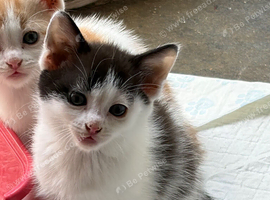 Beautiful part Turkish van kittens