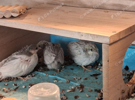 Japanese painted quail