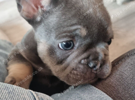 Last Two KC registered Frenchies