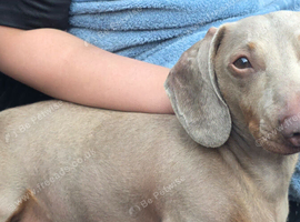 3 Year Old Miniature Dachshund For Rehome