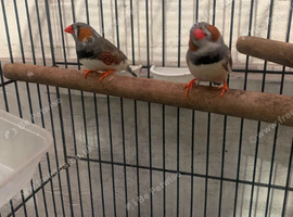 male finches