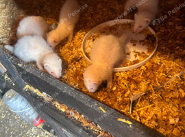 ferrets for sale