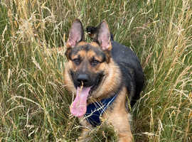 Pure German shepherd stud
