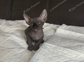 Sphynx kittens