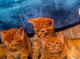 3 Stunning Ginger Kittens