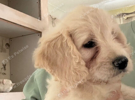 2 F1 Cockapoo puppies still looking for their forever homes
