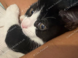 8 week old kittens ready now