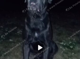 Beautiful friendly blue cane corso