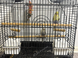 2 baby  budges with cage