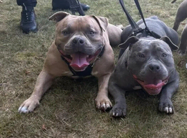 Male and female pocket bully's