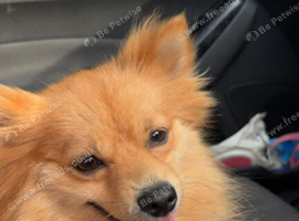 2.5 yr old female pomeranian