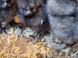Beautiful bearded silkies 15/06/2026. Unsexed