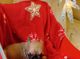 adorable french bulldogs