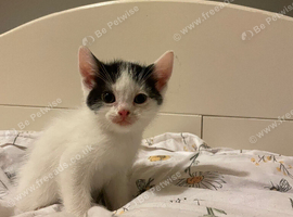 Male kittens