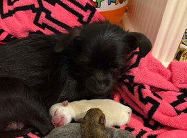 Chihuahua puppies for sale