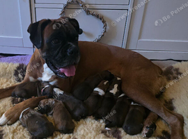 Boxer pups
