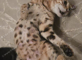 Female Cross Bengal Kitten
