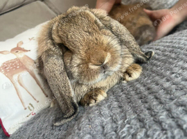 Two German lop does