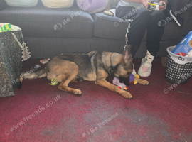 7 month old belgum malinois