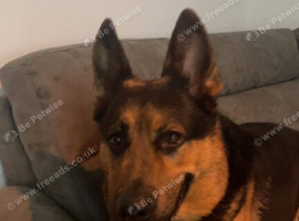 German Shepard rehome