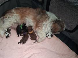 New born kc shih tzu