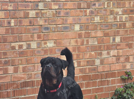 Rottweiler