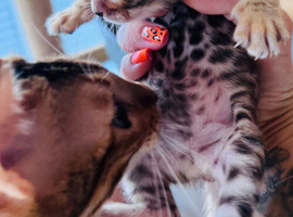 TICA Reg Bengal Kittens