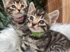 FULL GINGER KITTENS AND GREY TABBY KITTENS TO RESERVE