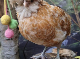 Pair off young poilsh bantams and 1 polikie hen