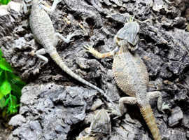 Selection of Bearded Dragons at Birmingham Reptiles