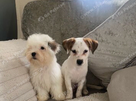 Jack Russell