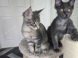 Maine coon kittens