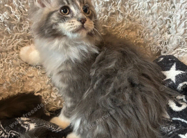 Maine Coon Girl Kittens. Ready Now