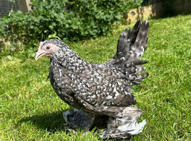 Bantam hens at pol