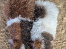 Various baby teddy guinea pigs