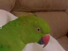 Ringneck for sale