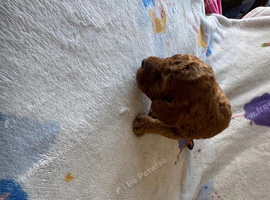 Miniature Labradoodle