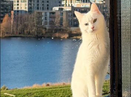 Two Beautiful Cats Looking for a Loving Home
