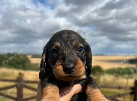 *Gamekeeper bred Wirehaired Dachshund (Teckel) Puppies*