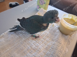 Handreared kakariki