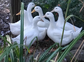 Breeding Pair of Cherry Valley Ducks