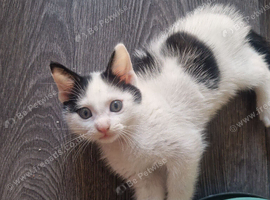 Two black and white kittens female available 24th September