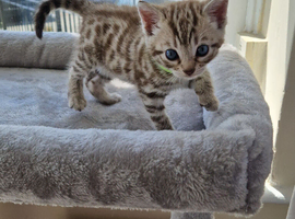 Snow sepia bengal female kitten