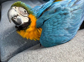 HAND-REARED BLUE & GOLD MACAW BABY &ndash; LOVELY FRIENDLY BABY