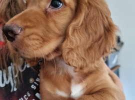 Working cocker spaniel