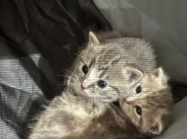 2 Kittens